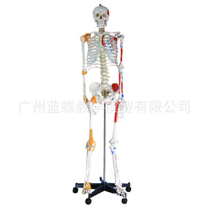 Modelo de Esqueleto Humano Musculoesquelético de 85 cm para Enseñanza, con Columna Vertebral Desmontable, Cráneo Blanco para Yoga - Product Image 5