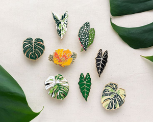 Monstera Albo Thai Constellation Monstera ใบโลหะ Monstera Begonia Alocasia - Product Image 1