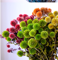 Rangkaian Bunga Echinops Thistle Biru Kering Alami - Bunga Kering Asli untuk Dekorasi Rumah & Acara Pernikahan