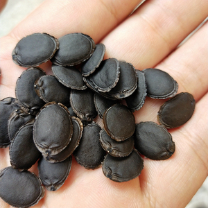 <span class=keywords><strong>Semillas</strong></span> <span class=keywords><strong>de</strong></span> <span class=keywords><strong>Luffa</strong></span> Naturales Si Gua Zi, <span class=keywords><strong>Semillas</strong></span> <span class=keywords><strong>de</strong></span> Loofa Crudas Maduras en Venta - Product Image 5