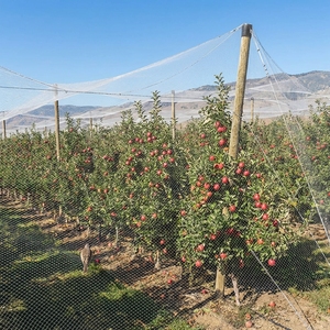 Malla Rectangular Tejida de HDPE para Agricultura, Anti-Pájaros, Blanca, para Atrapar Aves, para Árboles Frutales, Viñedos y Uso Agrícola - Product Image 1
