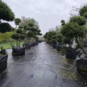 Estera de control de barrera de malezas tejida <span class=keywords><strong>PP</strong></span> PE Tela en cubierta de suelo de construcción agrícola de jardín - Product Image 6