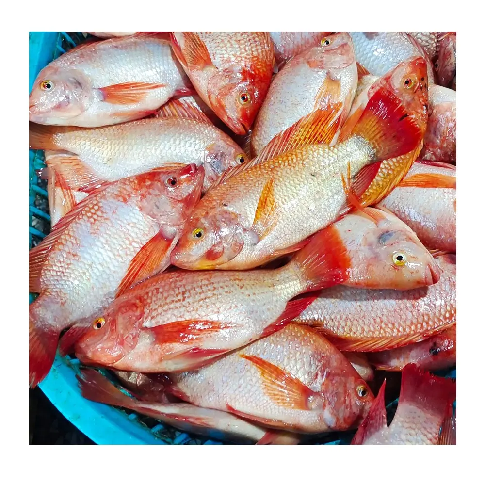 Tilapia hitam seluruh lapis beku segar seluruh lingkaran Tilapia merah dengan harga GS