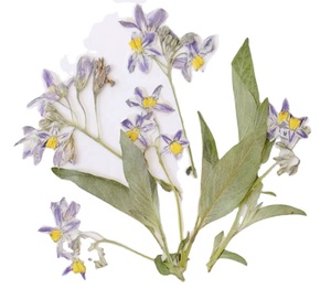 <span class=keywords><strong>Iris</strong></span> <span class=keywords><strong>Tectorum</strong></span> Fleur Avec Branches Mix Packs Série Scrapbooking Résine Époxy Plante Naturelle Écologique - Product Image 1