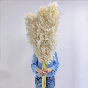 D-3001 Caldo di Vendita di Cerimonia Nuziale Decorativa Conservato Essiccato Naturale <span class=keywords><strong>Pampas</strong></span> Erba - Product Image 2