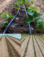 Kit d'irrigation goutte à goutte pour culture en masse, noir, 16 mm, émetteur plat, PE vierge authentique, pour une hectare