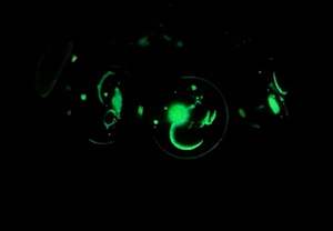 Zodiac 12 <span class=keywords><strong>Sagittaire</strong></span> porte-clés en verre porte-clés lunettes Zodiac 12 Constellation Glow In The Dark Creative Galaxy porte-clés - Product Image 6