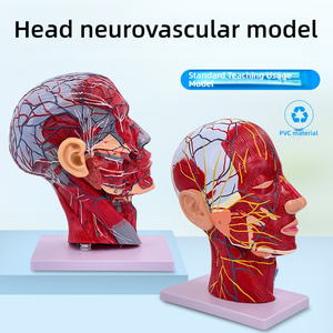 Modè<span class=keywords><strong>le</strong></span> d'anatomie faciale de <span class=keywords><strong>la</strong></span> <span class=keywords><strong>tête</strong></span> humaine avec les muscles des nerfs des vaisseaux sanguins du cerveau-pour <span class=keywords><strong>la</strong></span> dissection du cou et <span class=keywords><strong>la</strong></span> pratique de <span class=keywords><strong>la</strong></span> suture - Product Image 5