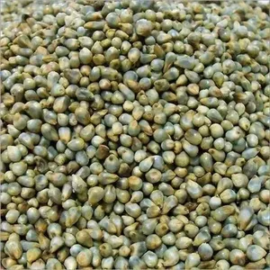 Millet vert de haute qualité pour l'alimentation du bétail, 100% naturel, grains entiers pour la cuisson, la pâtisserie, le stockage à sec, Agistin Biotech Private Limited - Product Image 4
