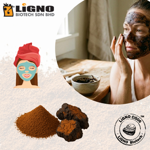 Poudre Pure Chaga LiGNO CG06 pour Soins de la Peau, Protection Cutanée, Teint Éclatant, OEM ODM Certifié Halal Casher Actif - Product Image 1