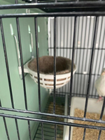 Nid suspendu moderne en plastique pour perroquets avec cage de reproduction durable et plateau en plastique pour plusieurs oiseaux