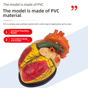 5X ingrandito PVC anatomico cuore modello con ventricoli scienza medica formazione e strumento di simulazione - Product Image 2