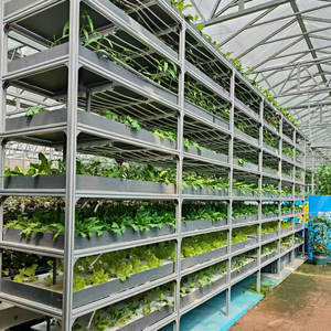 2023 תאילנד גידול גדול מקורה של הגינון פנימי - Product Image 1