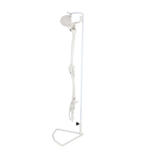 Modelo de <span class=keywords><strong>esqueleto</strong></span> de brazo humano de hueso de miembro <span class=keywords><strong>superior</strong></span> de tamaño real con articulación de hombro - Product Image 5