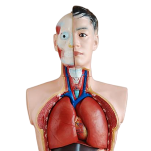 Modèle médical ADA Torse masculin 85CM 19 pièces et torse féminin 42CM 15 pièces pour outil d'enseignement médical de démonstration de maladie - Product Image 4