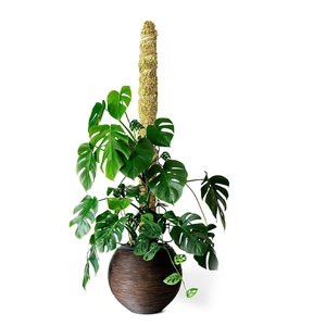 Sphagnum Handmade Slim Forest Moss Stick Potted Plants 2 Pack 24 Inch Real Moss Pole For Monstera Bendable Plant Stakes