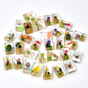 Sáng Tạo Nghệ Thuật Nhựa Thủ Công Mỹ Nghệ Bất Côn Trùng Mẫu Paperweight Động Vật Khác Nhau Mô hình Bảo Quản Trong Nhựa Bộ Sưu Tập Đồ Chơi - Product Image 3