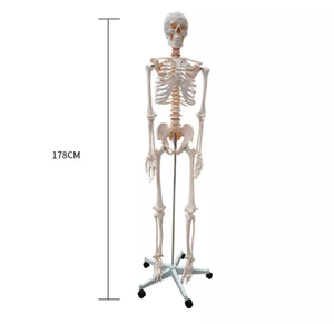 <span class=keywords><strong>Esqueleto</strong></span> educativo de tamaño real para uso médico, modelo de <span class=keywords><strong>esqueleto</strong></span> biológico de 178cm de altura con soporte para todo el cuerpo - Product Image 4
