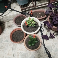 Micro-asperseur classique intégré à piquet pour serre, irrigation des fleurs, brumisateur à brancher, 3 jets d'eau
