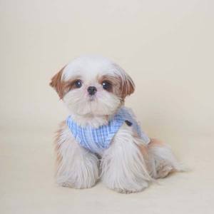 Vestido de Verano para Perro con Estampado Azul a Cuadros, Tela Transpirable y Delgada, Decoración de Perlas, Vestido de Princesa para Mascotas - Product Image 3