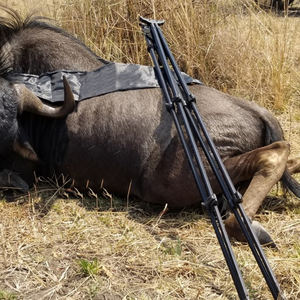 Регулируемая по высоте сверхлегкая алюминиевая четырехногая палка для охоты и стрельбы - Product Image 3