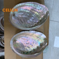 Coquillages d'Abalone Naturels CELION Factory – Meilleures Ventes, Prix Bas, pour Artisanat (3, 4 et 5 Pouces)
