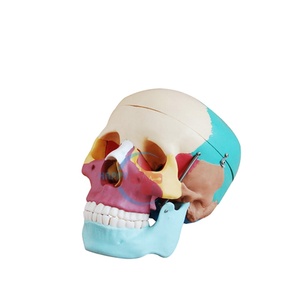 Modelo anatómico de <span class=keywords><strong>huesos</strong></span> humanos para colorear, modelo de hueso de calavera grande Natural, 2017 - Product Image 5