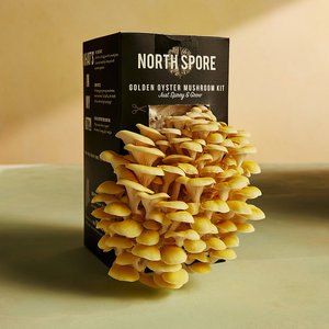 OEM ODM Variedad Home Mushroom Grow Kits Golden Oyster Mushroom Grow Kit <span class=keywords><strong>Bix</strong></span> - Product Image 1