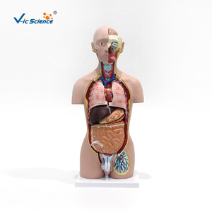 Modelo de torso hermafrodita pequeño, modelo de anatomía humana para enseñanza, herramienta educativa para comprender la estructura detallada de - Product Image 1