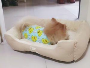 Yangyangpet Sale Niedriger Preis Etagen bett für Hunde Luxus Drops hipping Zusammen klappbare Kühlung Feste mechanische Wäsche Leicht zu ERHALTEN YYR1114 - Product Image 6