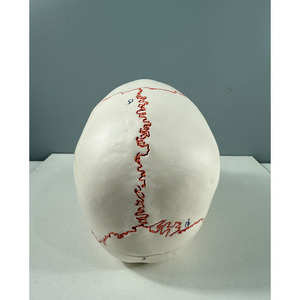 Modelo de Cráneo Blanco con Particiones Funcionales y Etiquetas Numeradas Tipo B - Herramienta Educativa de Anatomía - Product Image 3