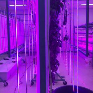 แถบไฟ <span class=keywords><strong>LED</strong></span> สำหรับปลูกพืชไฟ <span class=keywords><strong>LED</strong></span> แบบแข็งเต็มสเปกตรัมสำหรับการเจริญเติบโตของพืช - Product Image 6