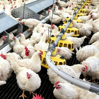 Nouveau Système d'Alimentation Automatique en Chaîne pour Équipement Avicole Parental de Poulets de Chair – Ligne d'Alimentation en Chaîne pour l'Élevage de Poulets de Chair et de Poules Pondeuses en Ferme