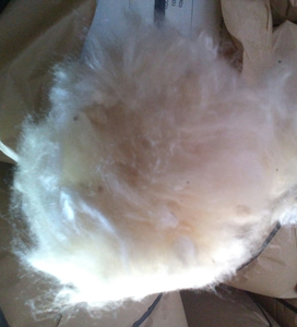 FIBER KAPOK pour filet d'oiseau/prix le plus bas - Product Image 2