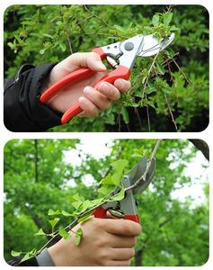 Usine chinoise, lame SK5, 21cm, ciseaux de cueillette de raisin de jardin, cisaille de dérivation, sécateur de fleurs de vigne - Product Image 6