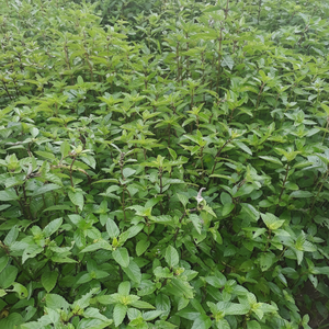 Hojas de Gelatina de Hierba Negra Secas de Alta Calidad/ Palitos de Gelatina de Hierba/ Mesona Chinensis Listos para Enviar/ Ámbar +84383004939 - Product Image 1