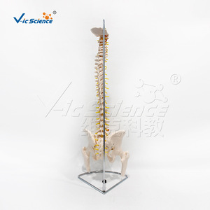 VIC-126 Modèle d'os naturel grand format (colonne vertébrale, bassin et demi-jambe) : Structure de la colonne vertébrale humaine - Product Image 3