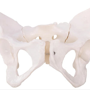 足骨骨盤中高生生物学研究 - Product Image 2