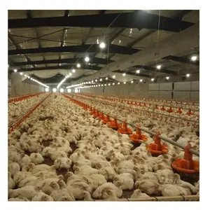 Yüksek kaliteli Broiler besleme Pan hattı sistemi ev otomatik besleyici tavuk tarım komple Satup kanatlı ekipmanları