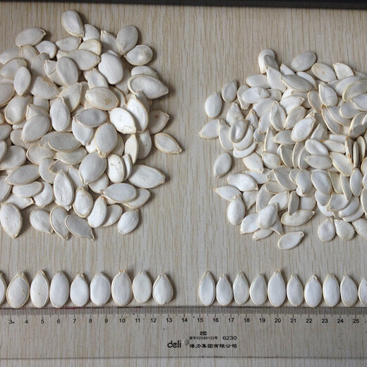 Nihewan Shelled Pumpkin Seeds Food Grade