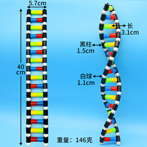 Composants du modèle de structure de la double hélice d'ADN, modèle de structure d'ADN de taille moyenne, modèle génétique, expérience biologique. - Product Image 2