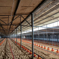 Système d'alimentation automatique en paniers en plastique et d'abreuvement par pipette pour poulets de chair en élevage avicole