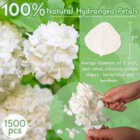 1500Pcs Kelopak Bunga Hydrangea Asli Diawetkan Warna Putih Gading Alami untuk Dekorasi Pernikahan, Lamaran, Pesta, dan DIY