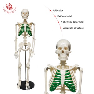 <span class=keywords><strong>Modelo</strong></span> de esqueleto 4 tipos 85cm <span class=keywords><strong>Modelo</strong></span> <span class=keywords><strong>Especial</strong></span> medicina esqueleto de esqueleto humano ciencia médica - Product Image 4