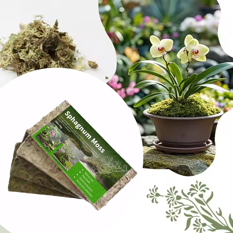 Natural Dried Sphagnum Moss Peat Moss