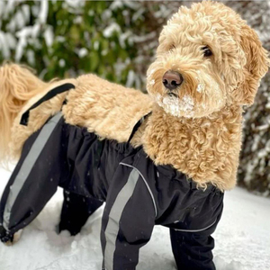 Cães calças ajustável <span class=keywords><strong>4</strong></span> calças pernas suspensórios cão backless cão inverno temporada calças - Product Image 3