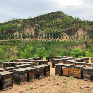 <span class=keywords><strong>Miel</strong></span> Sidr naturel <span class=keywords><strong>pur</strong></span> de qualité yéménite en gros de qualité supérieure dans une tasse de 80g pour cadeau à usage domestique - Product Image 6