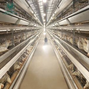 Équipement automatique Cages en batterie <span class=keywords><strong>pour</strong></span> <span class=keywords><strong>pondeuses</strong></span> de type H Système de ferme avicole <span class=keywords><strong>pour</strong></span> <span class=keywords><strong>pondeuses</strong></span> du Kenya - Product Image 6