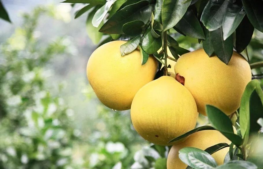 Doğal Pomelo Kabuğu Bitki Özü% 98 Naringin Tozu 5