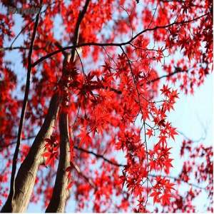 Lámina para Techos de Piscina, Película Elástica para Techos con Impresión 3D, Diseño de <span class=keywords><strong>Cielo</strong></span> Azul y Hojas Rojas, Membrana de <span class=keywords><strong>PVC</strong></span> - Product Image 4